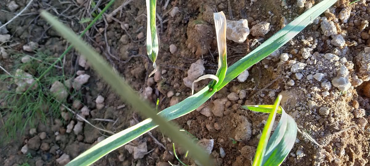 اي ده واي العلاج في التوم